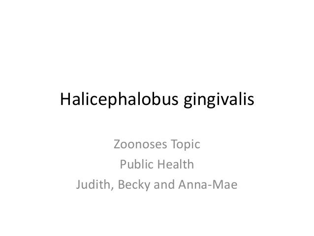 Halicephalobus gingivalis Halicephalobus gingivalis