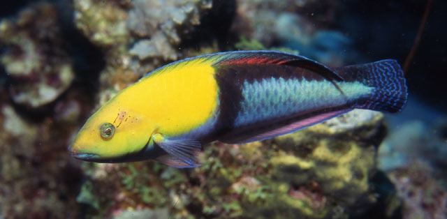 Halichoeres Fish Identification