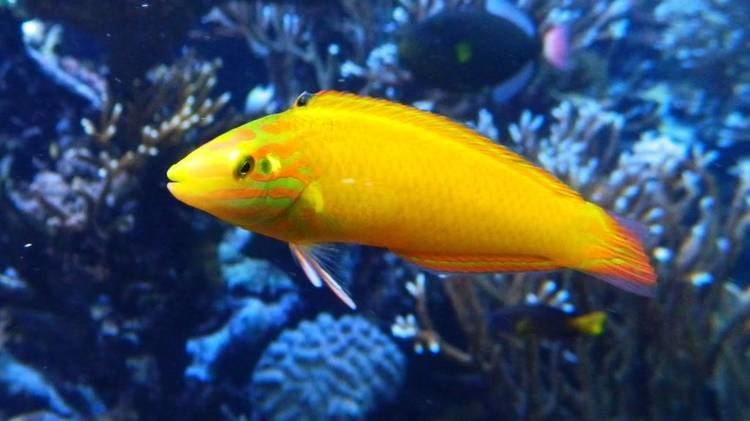 Halichoeres chrysus Yellow WrasseGolden Rainbowfish Halichoeres chrysus Tropical