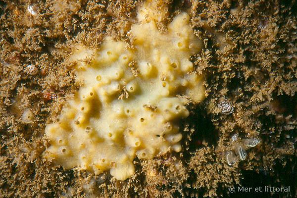 Halichondria European Marine Life Halichondria panicea Breadcrumb sponge