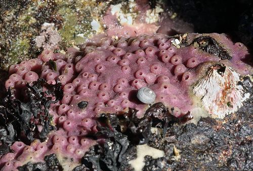 Haliclona CalPhotos Haliclona permollis Purple Sponge