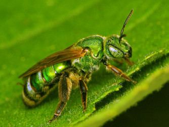 Halictidae Halictidae
