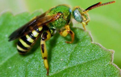 Halictidae or halictid bees
