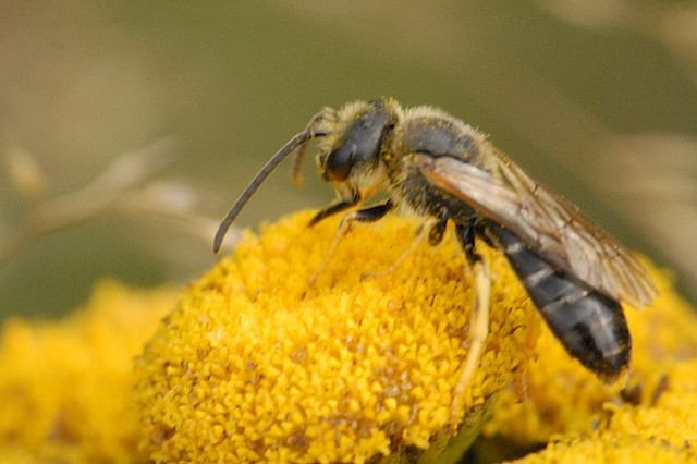 Halictus Halictus rubicundus Wikipedia