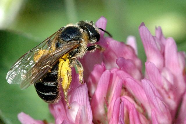 Halictus Halictus Wikipdia