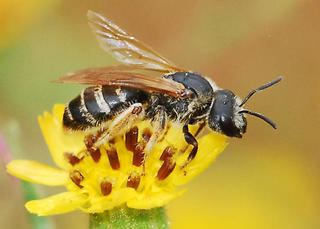 Halictus Halictus farinosus Discover Life