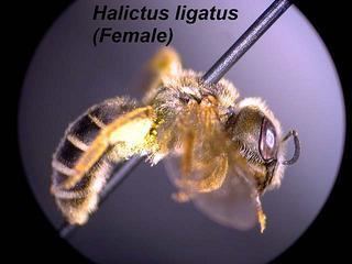 Halictus ligatus Halictus ligatus Sweat bee Discover Life