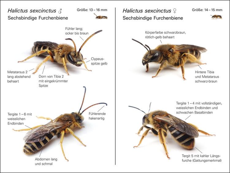 Halictus sexcinctus Insekten Sachsen