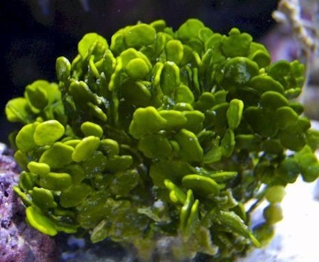 Halimeda Marine Plants in the Aquarium