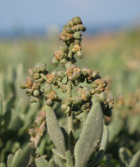 Halimione Wild Plants of Malta amp Gozo Plant Atriplex portulacoides Sea