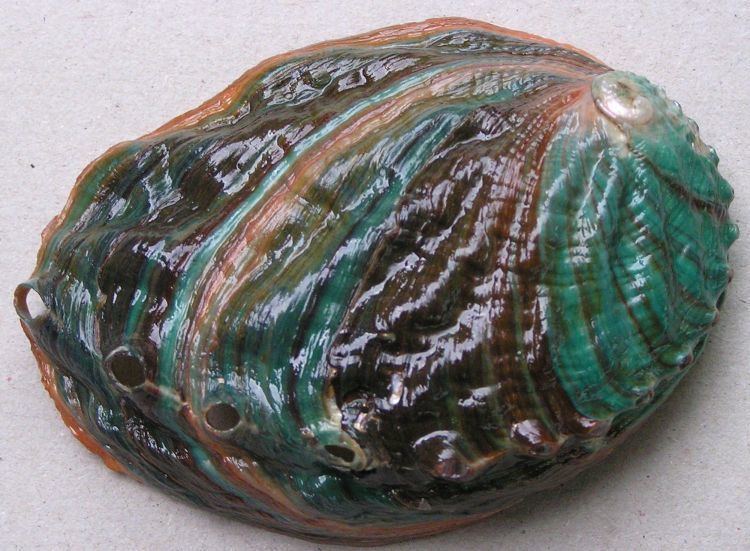 Haliotis discus Haliotis discus hannai Japanese abalone