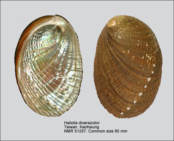 Haliotis diversicolor HomeNATURAL HISTORY MUSEUM ROTTERDAM Mollusca Gastropoda