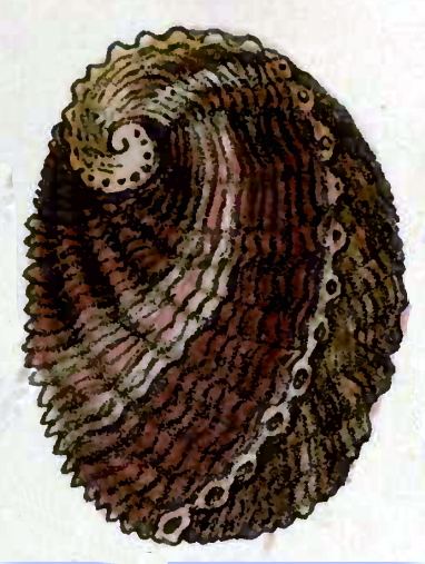 Haliotis rubiginosa