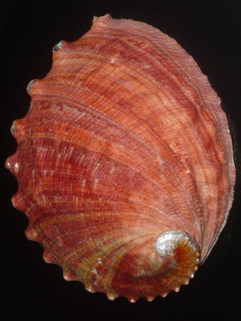 Haliotis sorenseni 1000 images about Sea Shells on Pinterest Philippines Hermit