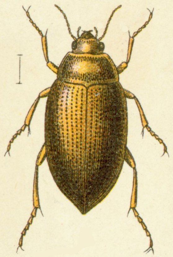 Haliplus mucronatus