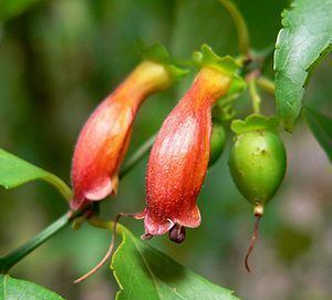 Halleria (plant) httpsuploadwikimediaorgwikipediacommonsthu