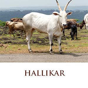 Hallikar Hallikar Save Indian CowsSave CowsDonate to Save Cows