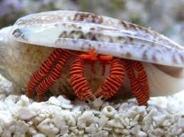 Halloween hermit crab Halloween Hermit Crab reef safe Aqua Dreams