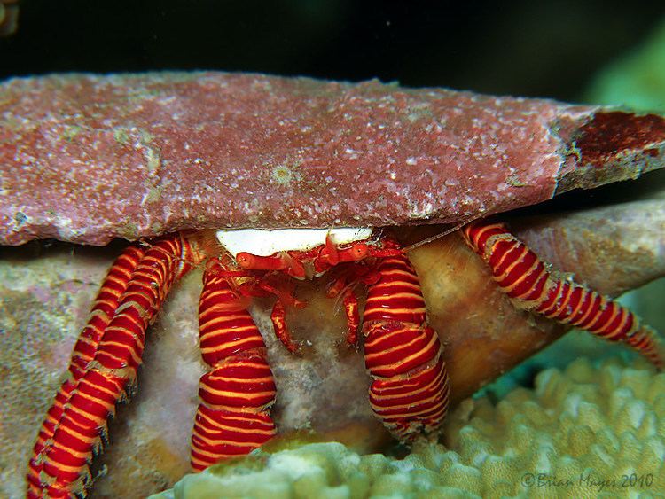 Halloween hermit crab It39s Halloween Hermit Crab Time Up in Here Featured Creature
