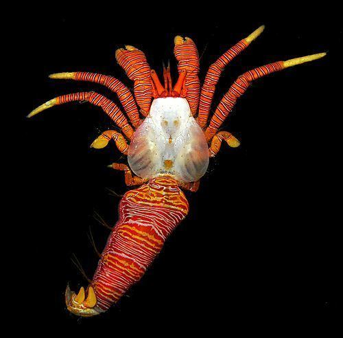 Halloween hermit crab A halloween hermit crab Ciliopagurus tricolor extracted from its