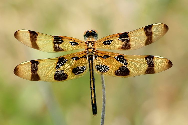 Halloween pennant Halloween Pennant Wings I think the wings of the Halloween Flickr