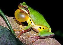 Hallowell's tree frog httpsuploadwikimediaorgwikipediacommonsthu