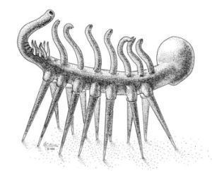 Hallucigenia Palaeos Panarthropoda Hallucigenia