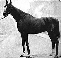 Halma (horse) httpsuploadwikimediaorgwikipediaenthumbe