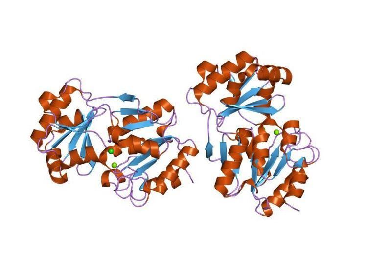 Haloacid dehydrogenase superfamily