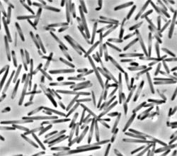 Haloarchaea Deep Lake Biofilm forming Haloarchaea