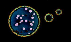 Halobacterium Halobacterium MicrobeWiki