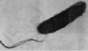 Halobacterium Halobacterium salinarum overview Max Planck Institute of