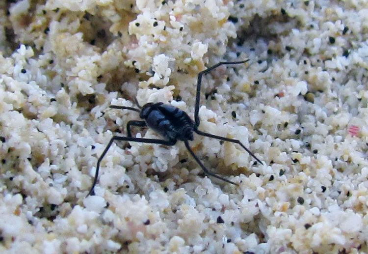 Halobates Halobates sp Hemiptera Gerridae at Castle Beach Kailua Hawaii