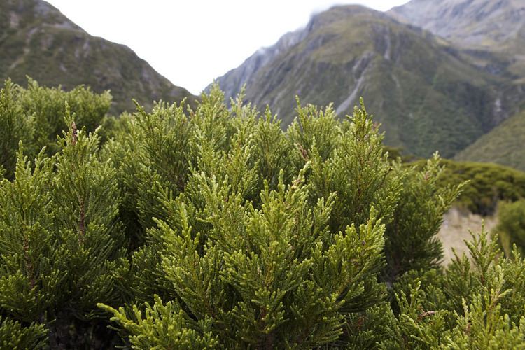 Halocarpus bidwillii Bog pine Halocarpus bidwillii NZ has a range of alpine c Flickr