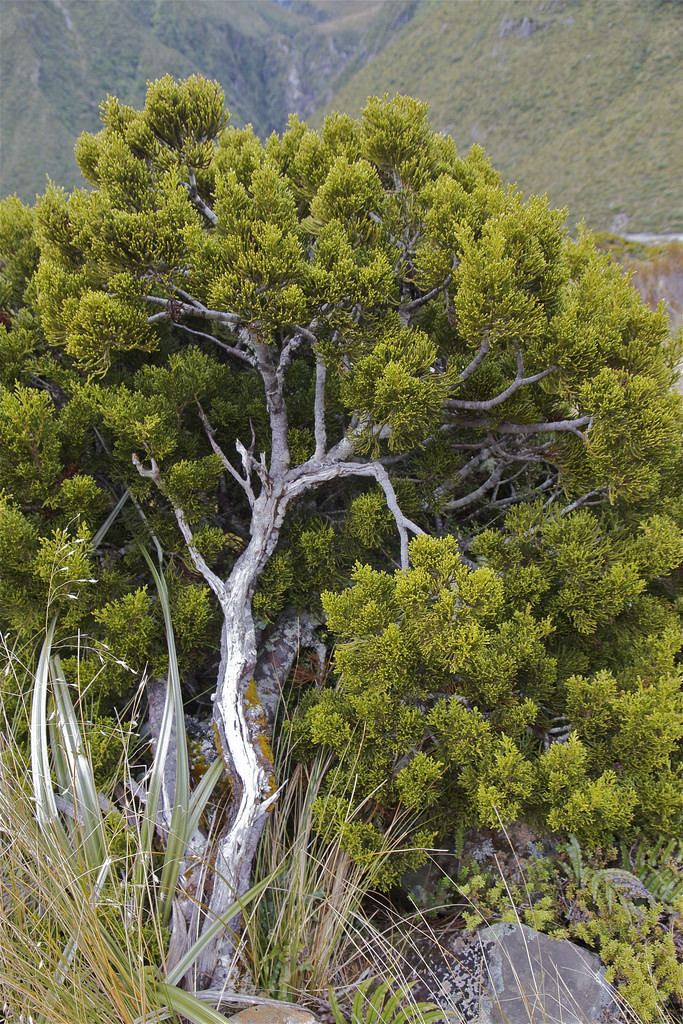 Halocarpus bidwillii Bog pine Halocarpus bidwillii NZ has a range of alpine c Flickr