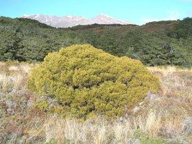 Halocarpus bidwillii Halocarpus bidwillii New Zealand Plant Conservation Network