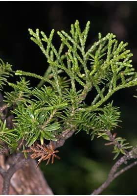 Halocarpus biformis Halocarpus biformis New Zealand Plant Conservation Network