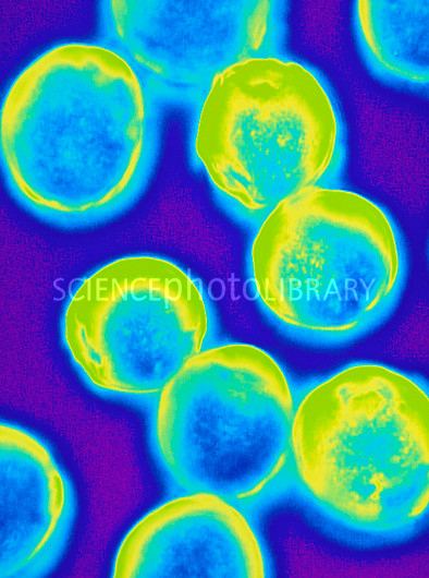 Halococcus Coloured LM of Halococcus archaea Stock Image B2200614 Science