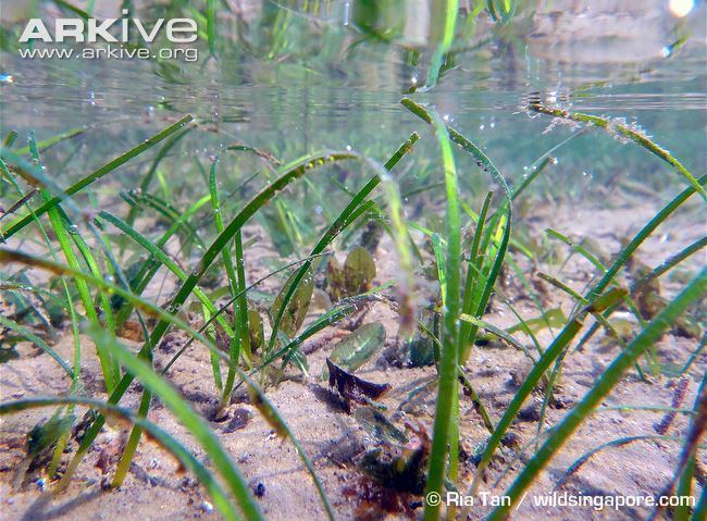 Halodule Seagrass videos photos and facts Halodule uninervis ARKive