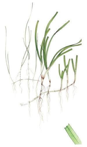 Halodule ID Seagrass