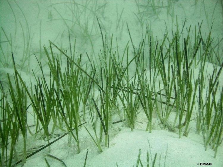 Halodule Seagrass Beds The Department of Environment and Natural Resources