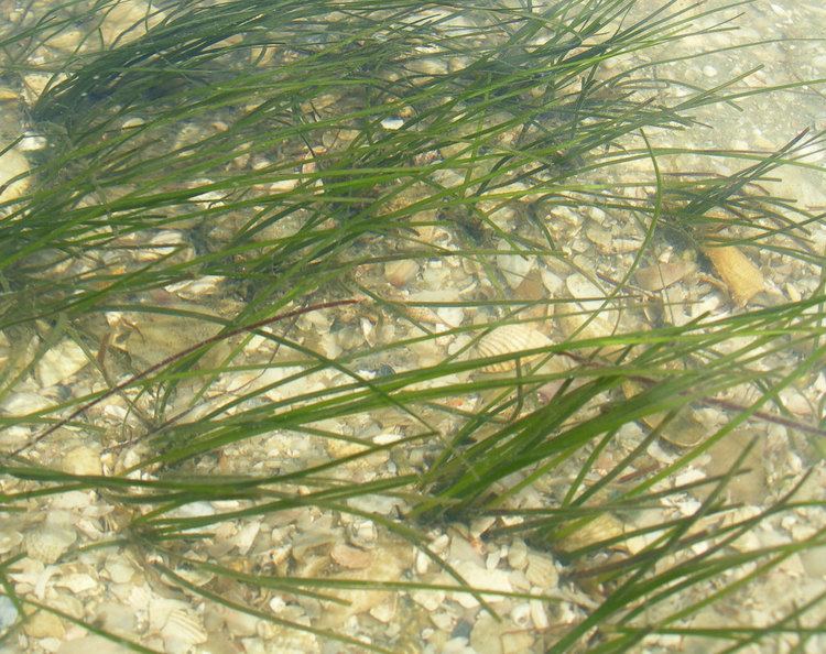 Halodule wrightii Halodule wrightii More healthy seagrass This is actually t Flickr