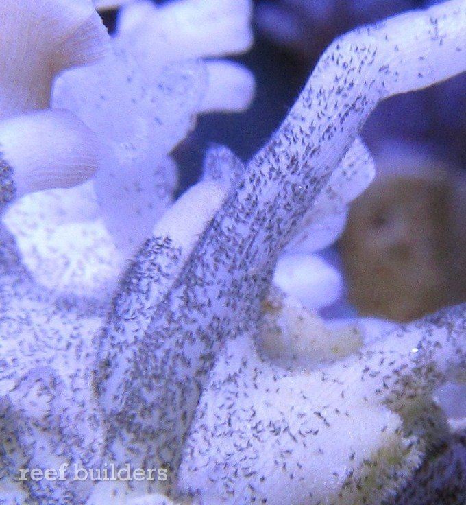 Halofolliculina corallasia httpscdnreefbuilderscomwpcontentblogsdir