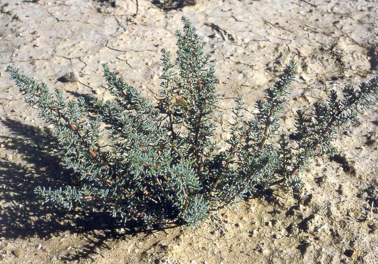Halogeton CalIPC Invasive Plants of California39s Wildland