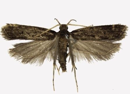 Halolaguna guizhouensis