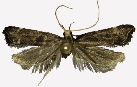 Halolaguna oncopteryx