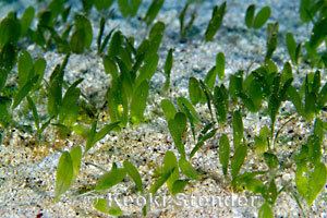 Halophila Seagrass Halophila decipiens