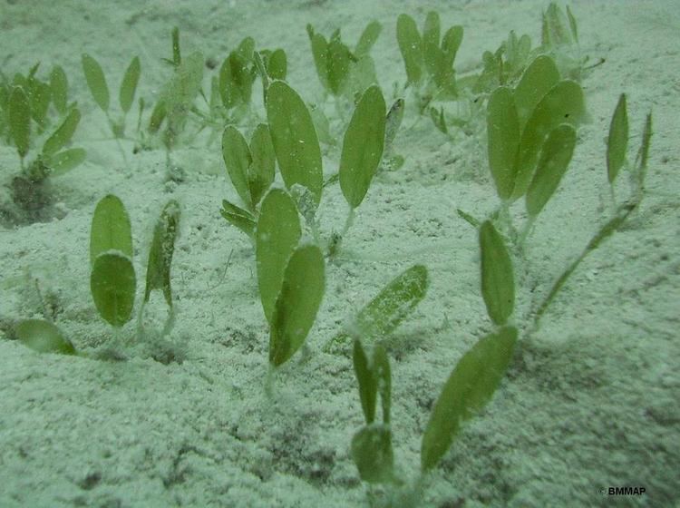 Halophila decipiens Seagrass Beds The Department of Environment and Natural Resources