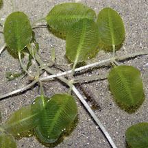 Halophila ovalis Spoon seagrasses Halophila ovalis on the Shores of Singapore