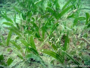 Halophila stipulacea Invasive Seagrass in Lac Bay Bonaire DCNA